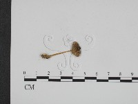 登錄號:F0014274藏品圖，第3張