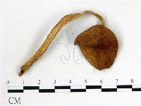 登錄號:F0014275藏品圖，第1張