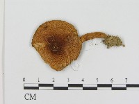 登錄號:F0014276藏品圖，第1張