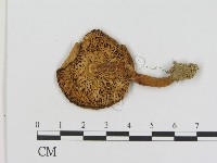 登錄號:F0014276藏品圖，第3張