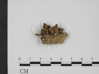 登錄號:F0014277藏品圖，第1張
