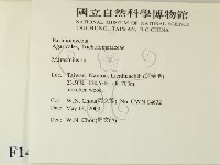 小皮傘屬藏品圖，第2張