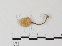 小皮傘屬藏品圖，第1張