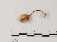 小皮傘屬藏品圖，第3張