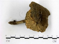 登錄號:F0014279藏品圖，第1張