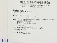 小皮傘屬藏品圖，第2張