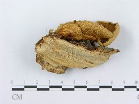 登錄號:F0014281藏品圖，第3張