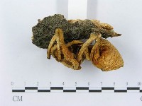 登錄號:F0014281藏品圖，第4張