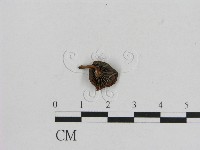 小菇屬藏品圖，第3張