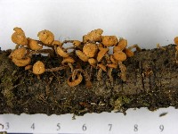 登錄號:F0014284藏品圖，第4張