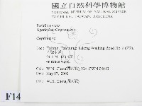 鬼傘屬藏品圖，第2張