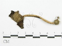 鬼傘屬藏品圖，第1張