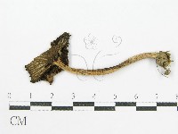 鬼傘屬藏品圖，第3張