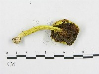 登錄號:F0014287藏品圖，第3張