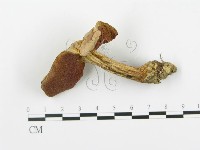 登錄號:F0014288藏品圖，第1張