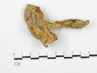 登錄號:F0014288藏品圖，第3張