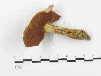 登錄號:F0014288藏品圖，第4張