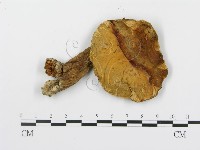 登錄號:F0014289藏品圖，第1張