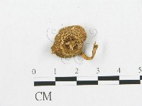 登錄號:F0014291藏品圖，第3張