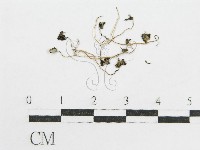 登錄號:F0014293藏品圖，第1張