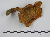 登錄號:F0014295藏品圖，第1張