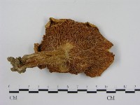 登錄號:F0014295藏品圖，第3張