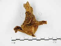 登錄號:F0014296藏品圖，第1張