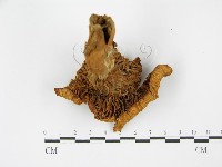 登錄號:F0014296藏品圖，第4張