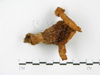 登錄號:F0014296藏品圖，第5張