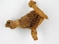 登錄號:F0014296藏品圖，第6張