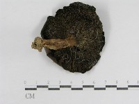 登錄號:F0014297藏品圖，第1張