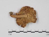 紅菇屬藏品圖，第3張