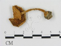 登錄號:F0014299藏品圖，第3張