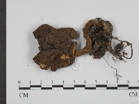 登錄號:F0014300藏品圖，第1張