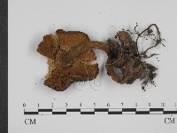 登錄號:F0014300藏品圖，第3張