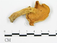 登錄號:F0014301藏品圖，第1張