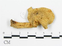 登錄號:F0014301藏品圖，第3張