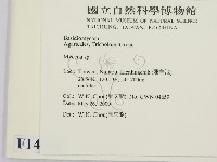 小菇屬藏品圖，第2張