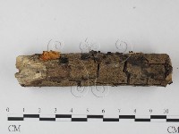 登錄號:F0014305藏品圖，第3張