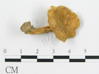 登錄號:F0014306藏品圖，第3張