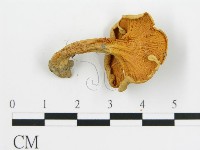 登錄號:F0014306藏品圖，第4張