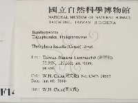 棕色革菌藏品圖，第2張