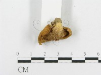 登錄號:F0014308藏品圖，第4張