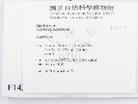 傘菌屬藏品圖，第2張