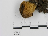 登錄號:F0014311藏品圖，第3張