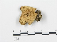 杯傘屬藏品圖，第3張