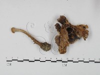 登錄號:F0014315藏品圖，第1張