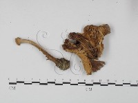 登錄號:F0014315藏品圖，第3張