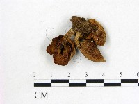 登錄號:F0014317藏品圖，第3張