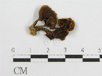 登錄號:F0014318藏品圖，第3張